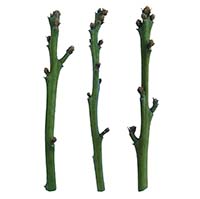 CadwayCado™ Budwood 3 sticks