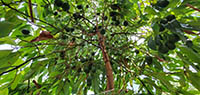 CadwayCadoCadwayCado™ looking up into the canopy