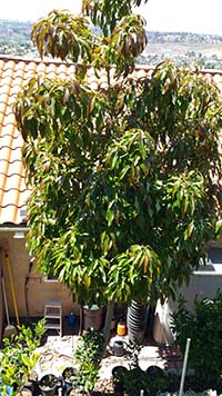 CadwayCadoCadwayCado™ Mother Tree 2016