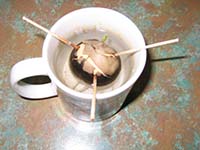 cadway cado beginning as a seed