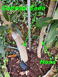 compare hass avocado to cadway cado