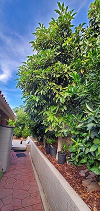 2023 tree of Cadway Cado