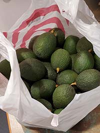 cadway avocados in bag