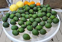 cadway cado avocados on table